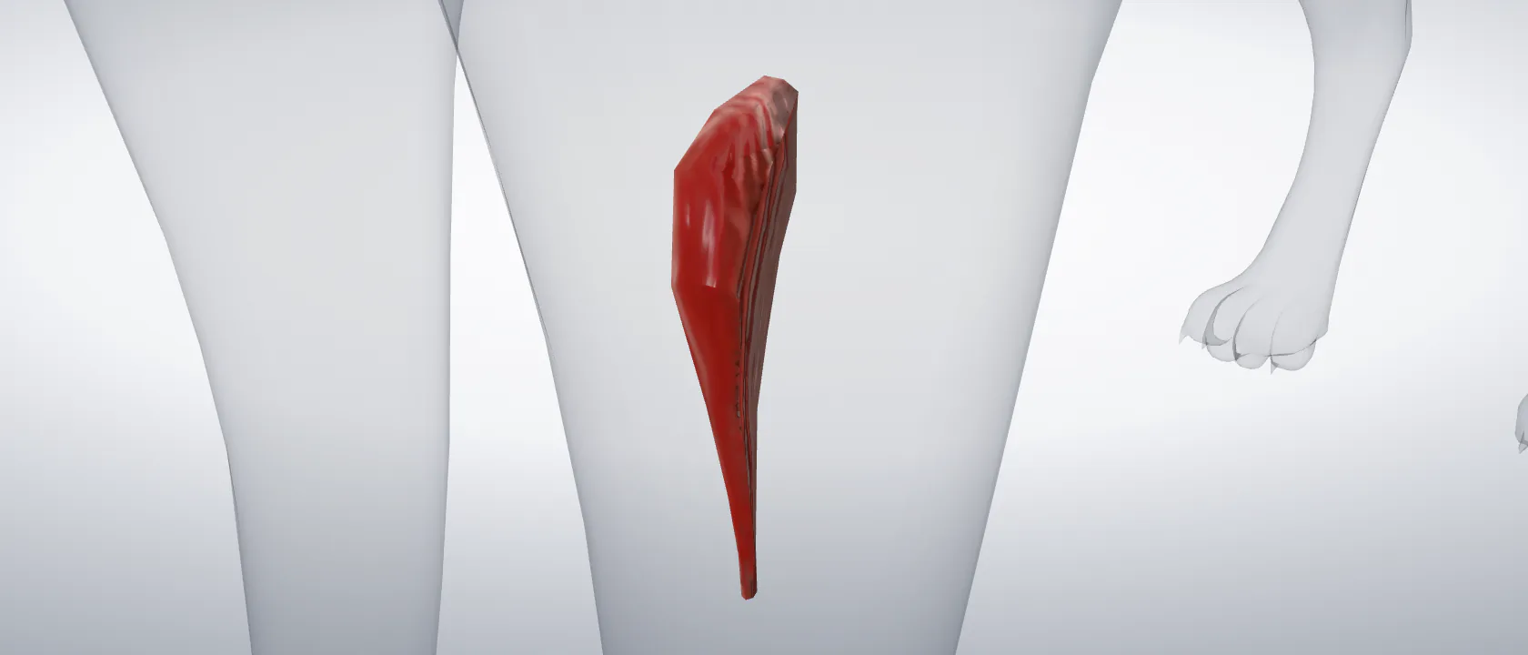 Round pronator muscle (Musculus pronator teres) of the cat, left side: a three-quarter view of the muscle.