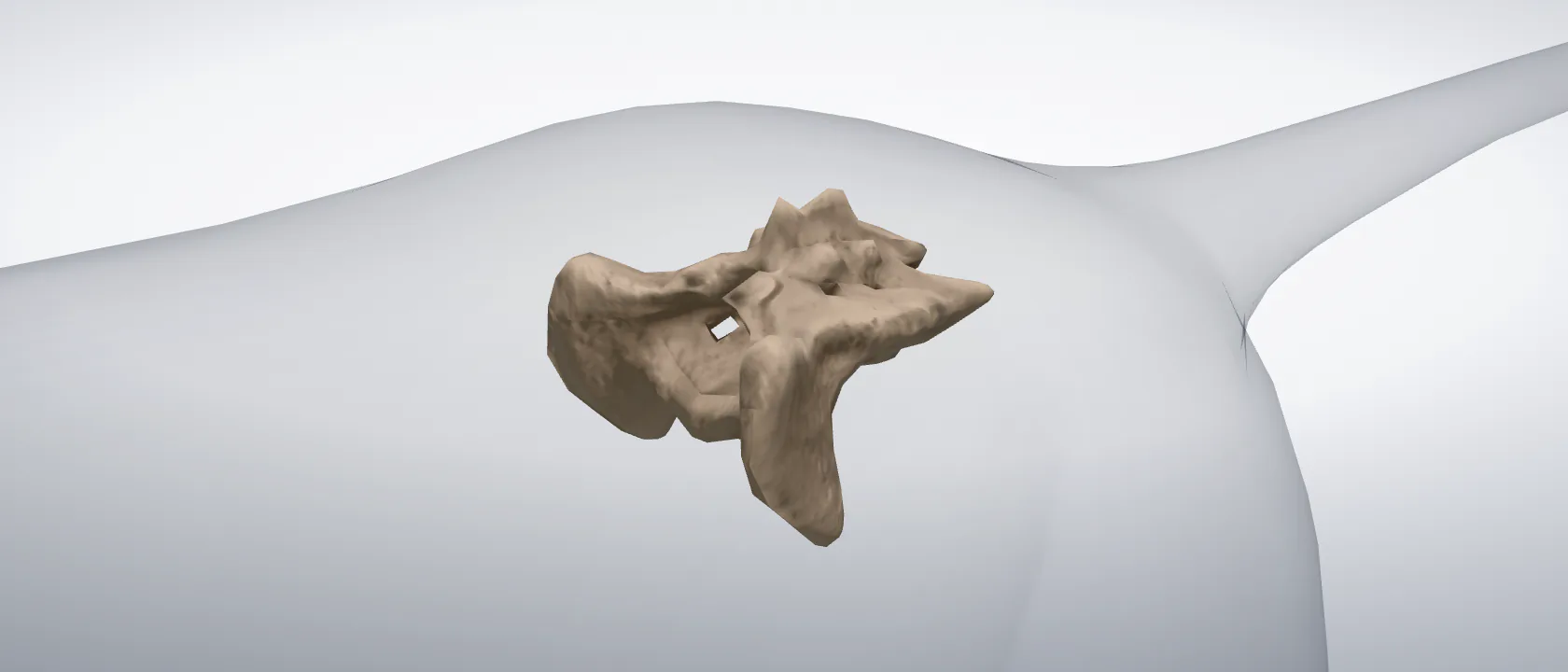Sacrum (Os sacrum) of the cat: a three-quarter view of the bone.