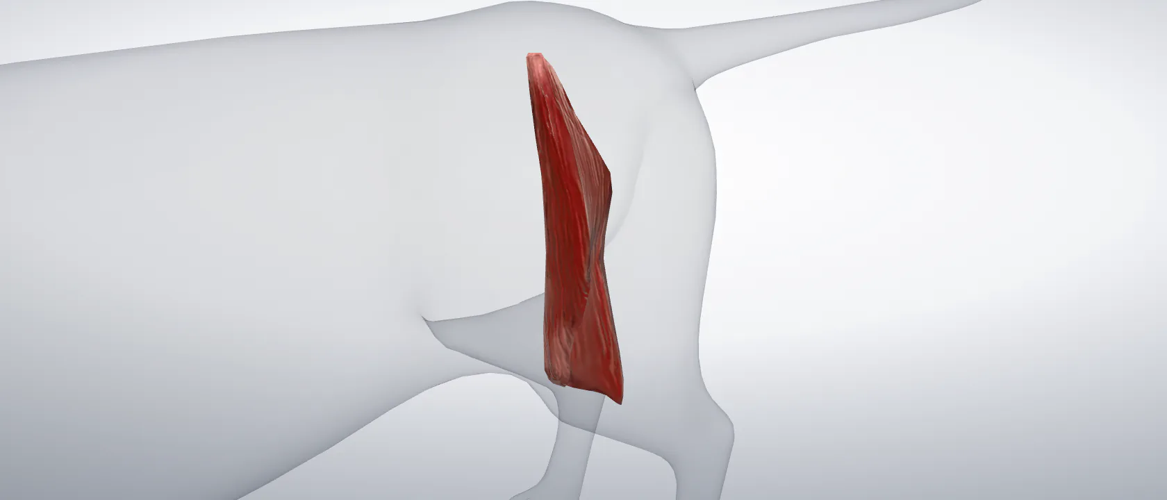 Sartorius muscle (Musculus sartorius) of the cat, left side: a three-quarter view of the muscle.