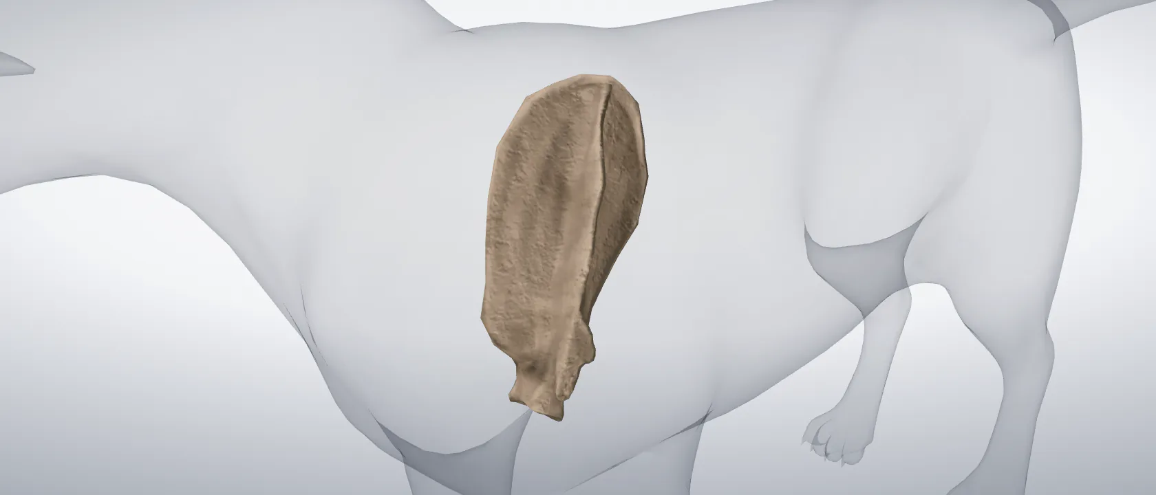Scapula of the cat, left side: a three-quarter view of the bone.