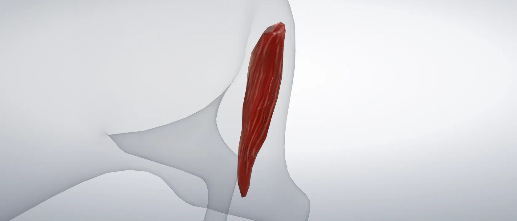 Semitendinous muscle (Musculus semitendinosus) of the cat, left side: a three-quarter view of the muscle.