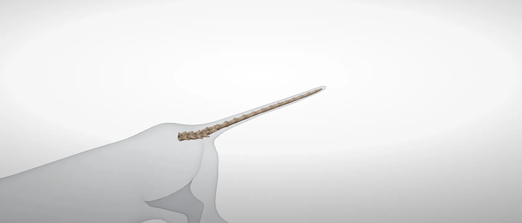 The caudal vertebrae of the cat (Vertebrae caudales): a three-quarter view of the whole set.