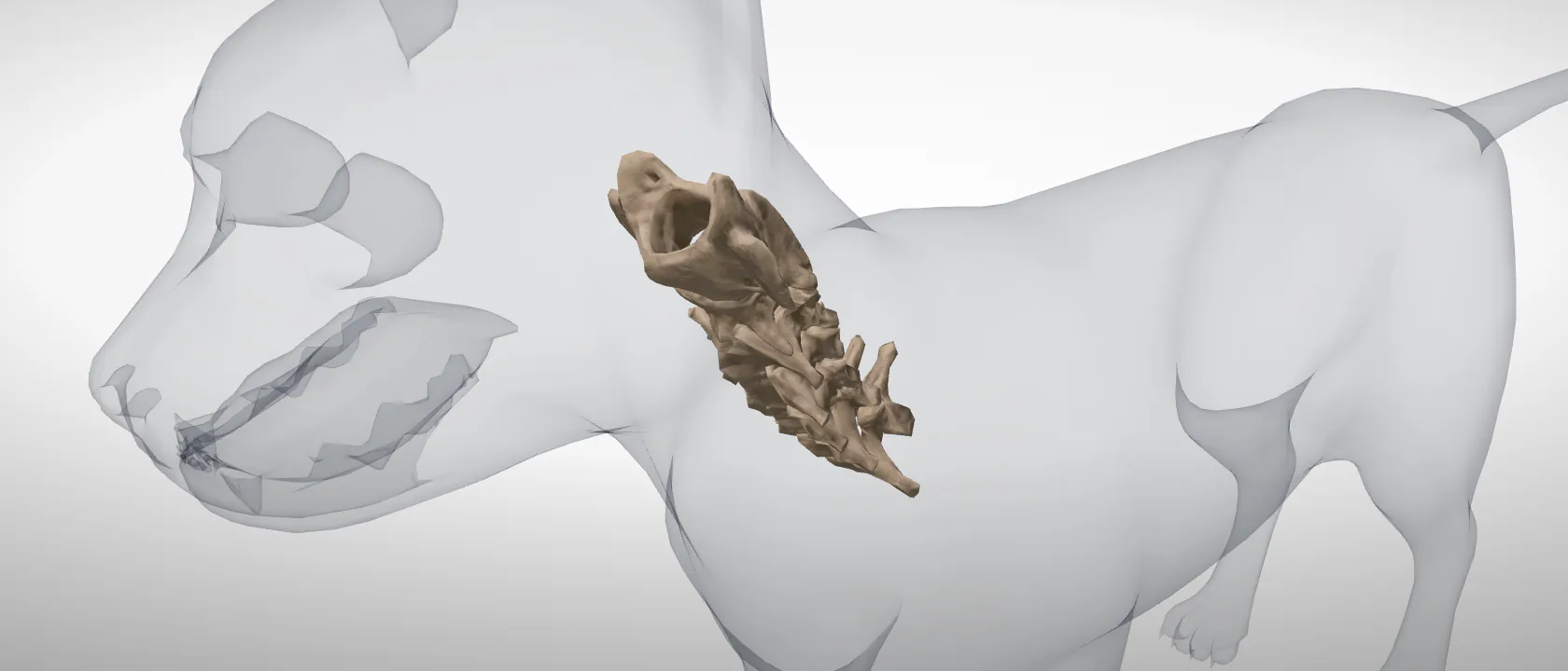 The cervical vertebrae of the cat (Vertebrae cervicales): a three-quarter view of the whole set.