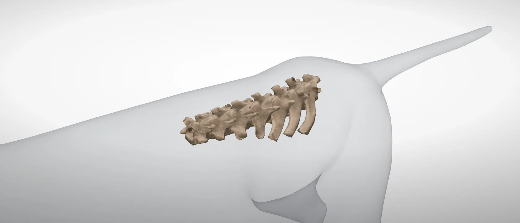 The lumbar vertebrae of the cat (Vertebrae lumbales): a three-quarter view of the whole set.