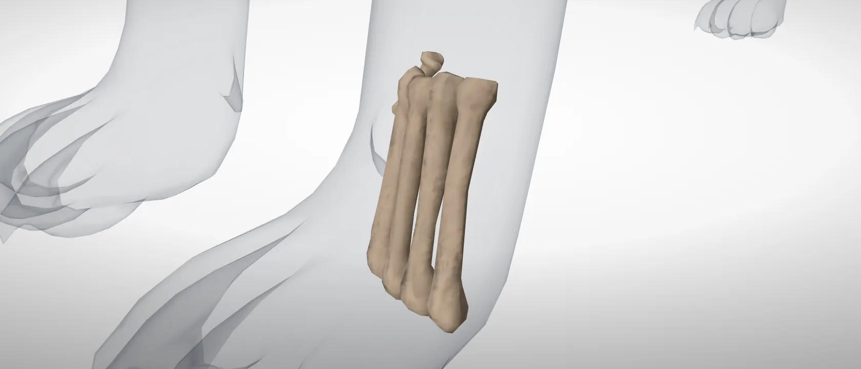 The metacarpal bones of the cat (Ossa metacarpalia): a three-quarter view of the whole set.