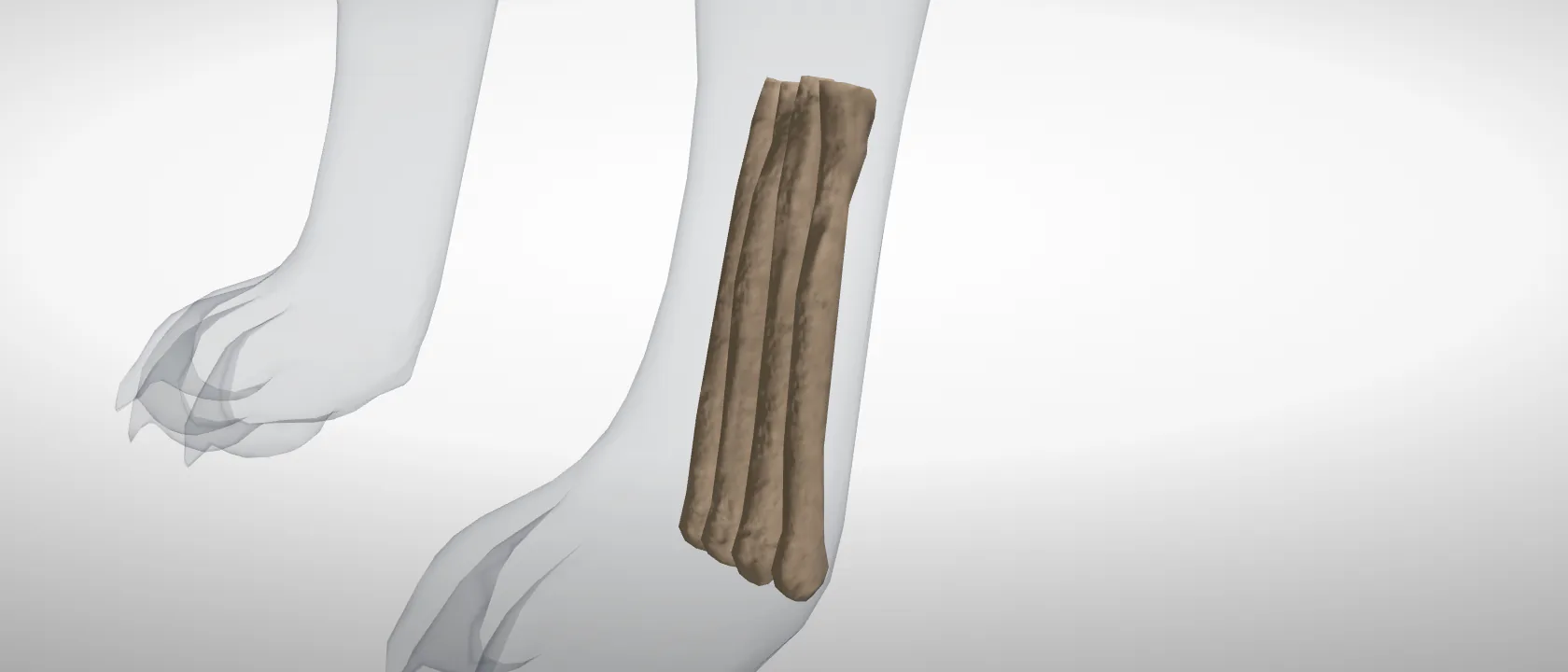 The metatarsal bones of the cat (Ossa metatarsalia): a three-quarter view of the whole set.