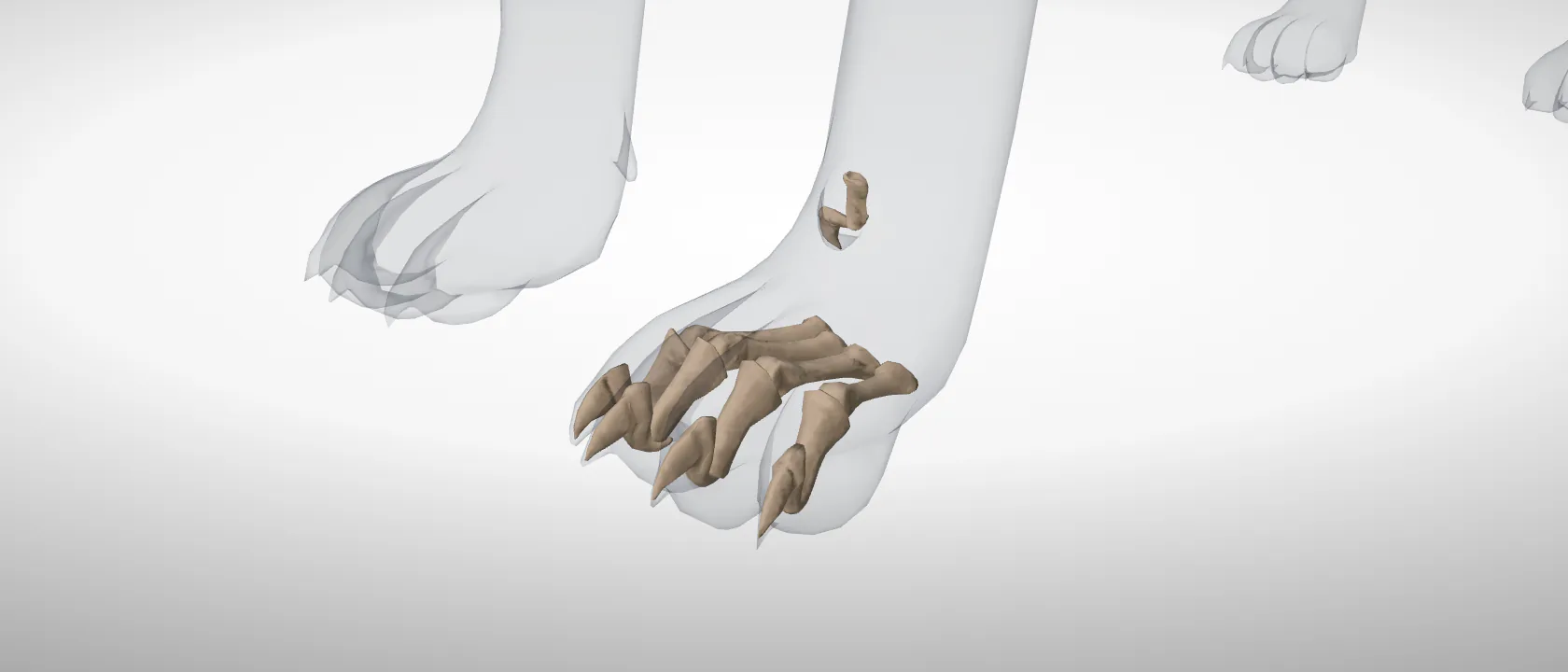 The phalanges of the forepaw of the cat (Phalanges manus): a three-quarter view of the whole set.