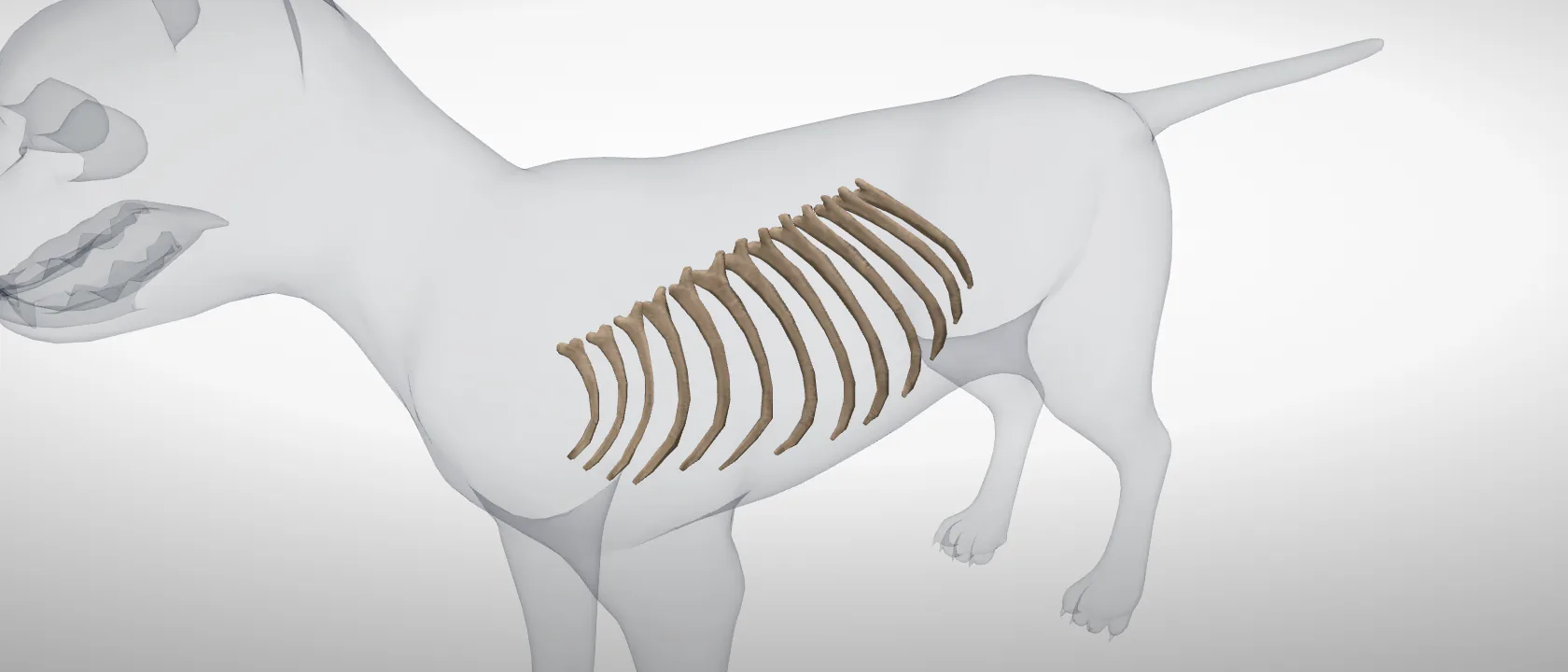 The ribs of the cat (Costae): a three-quarter view of the whole set.