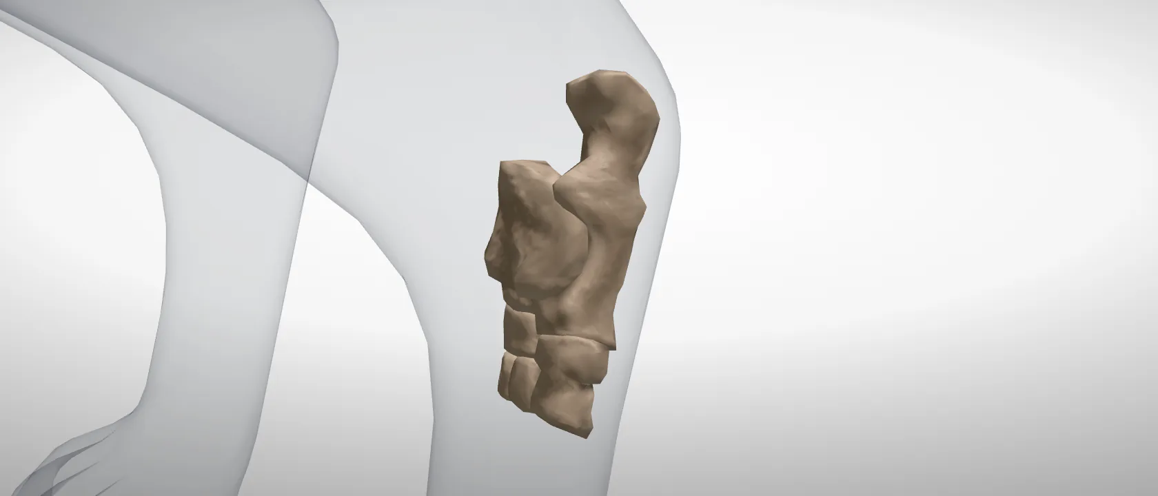 The tarsal bones of the cat (Ossa tarsi): a three-quarter view of the whole set.