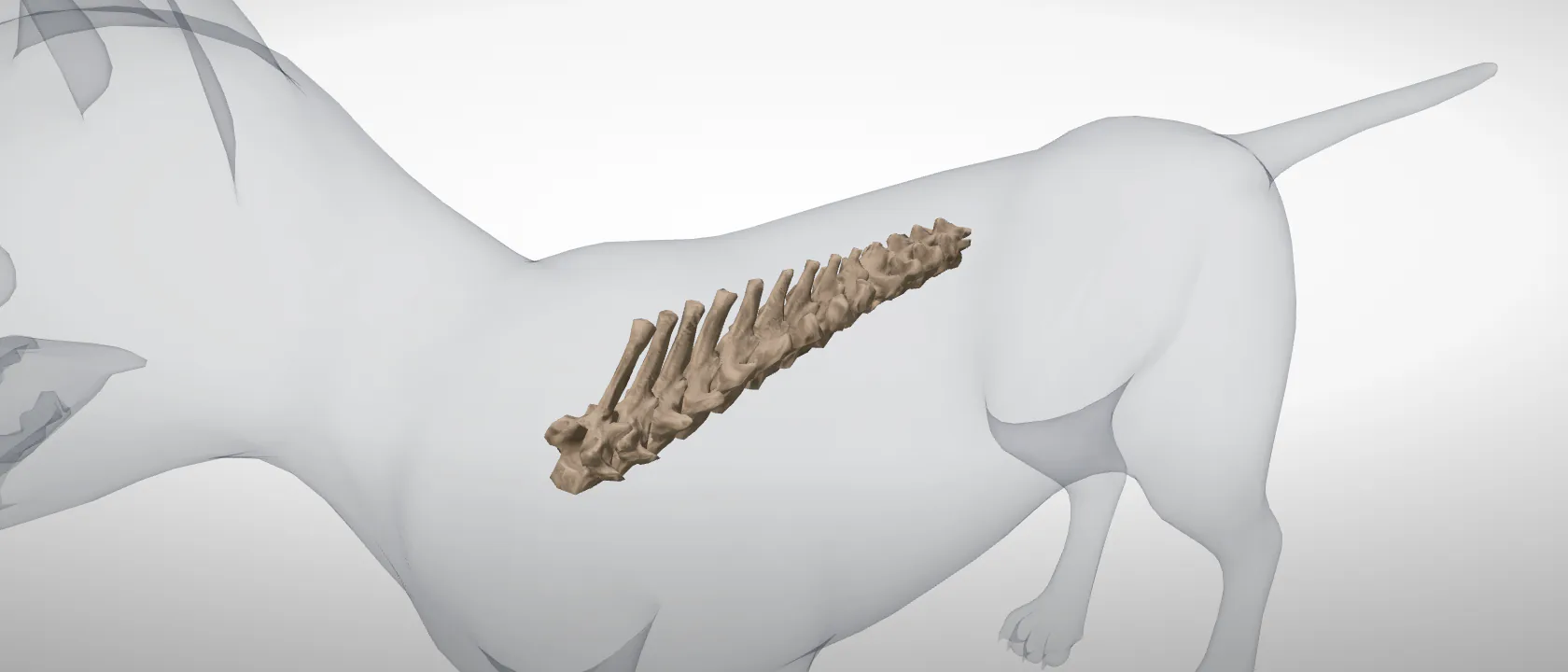 The thoracic vertebrae of the cat (Vertebrae thoracicae): a three-quarter view of the whole set.