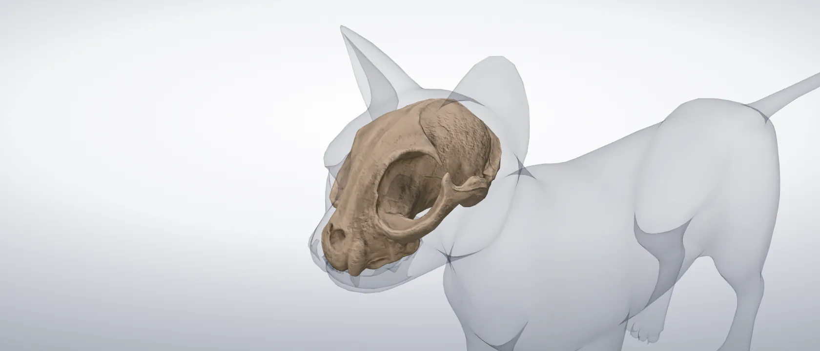 Skull (Cranium) of the cat: a three-quarter view of the bone.