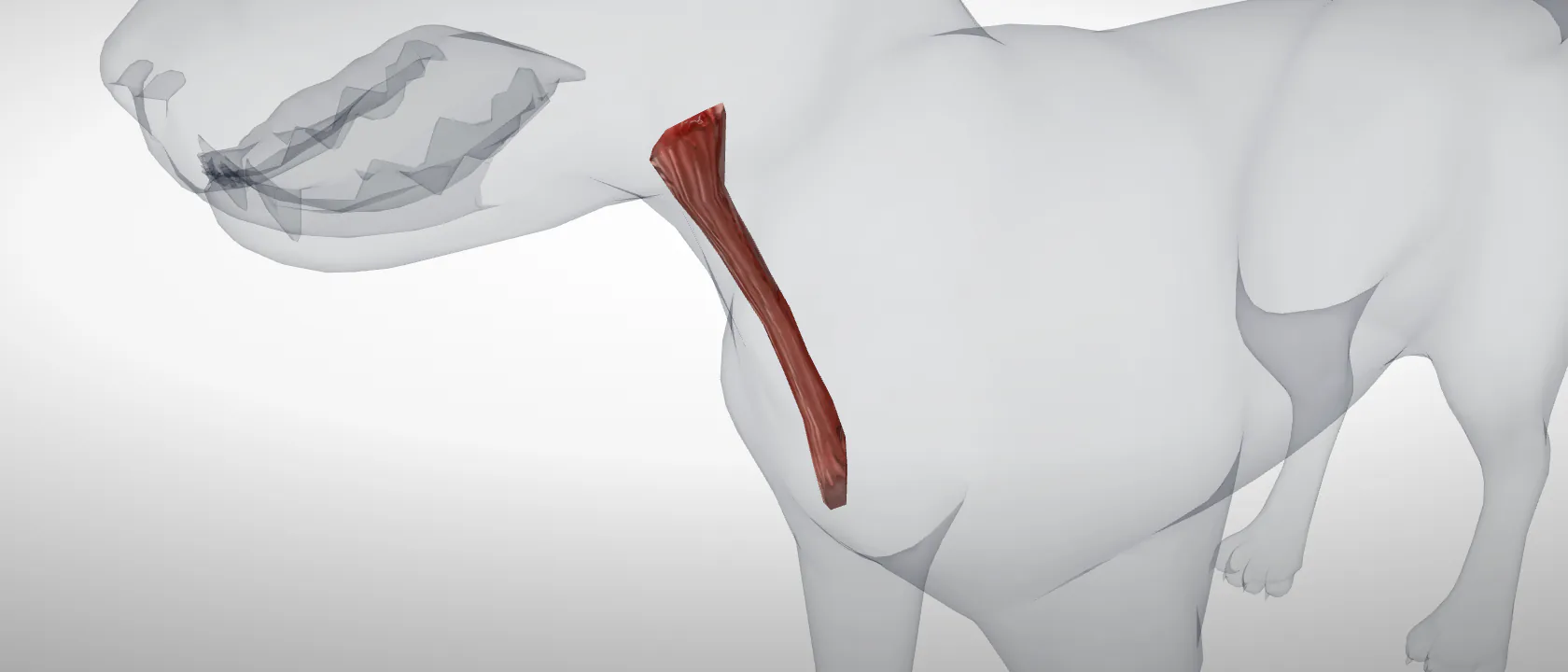 Sternohyoideus (Musculus sternohyoideus) of the cat, left side: a three-quarter view of the muscle.