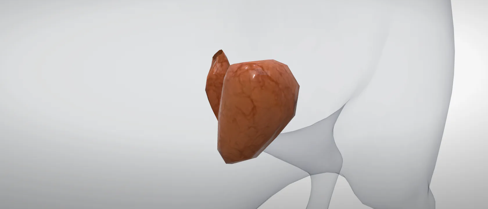 Stomach (Ventriculus) of the cat: a three-quarter view of the digestive.