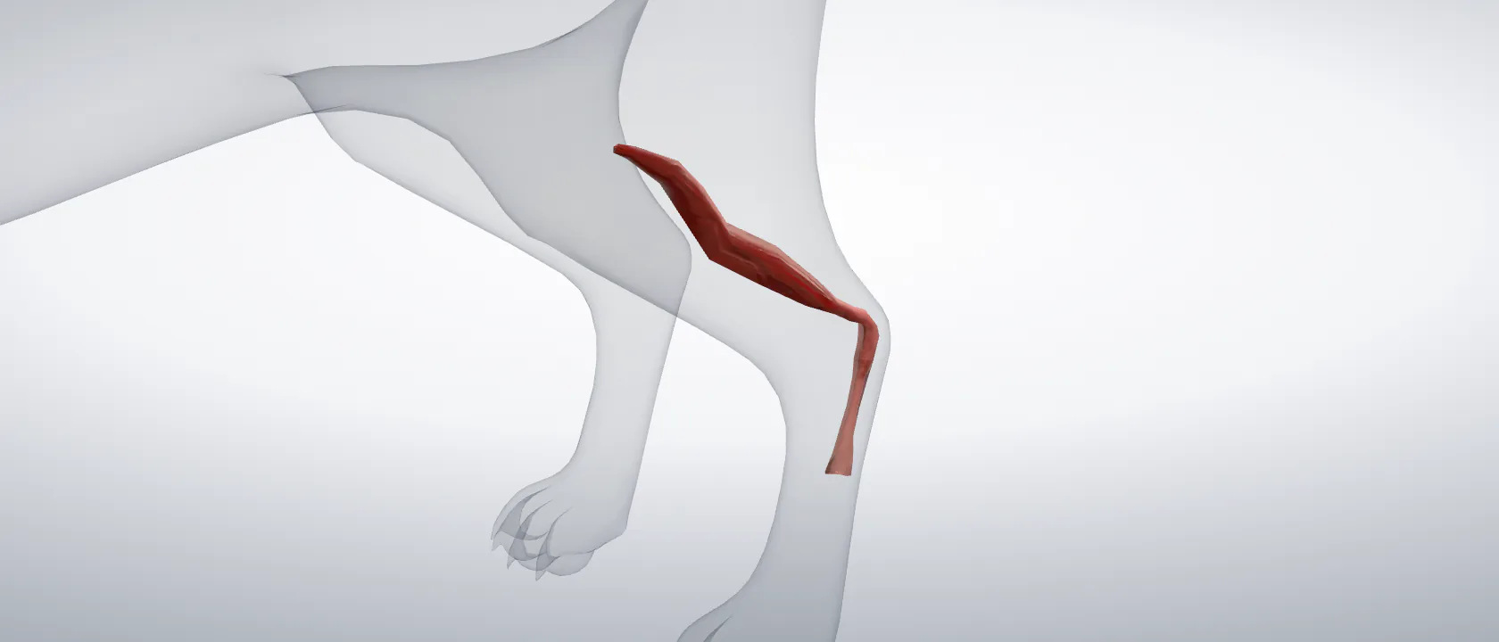 Superficial digital flexor (Musculus flexor digitorum superficialis) of the cat, left side: a three-quarter view of the muscle.