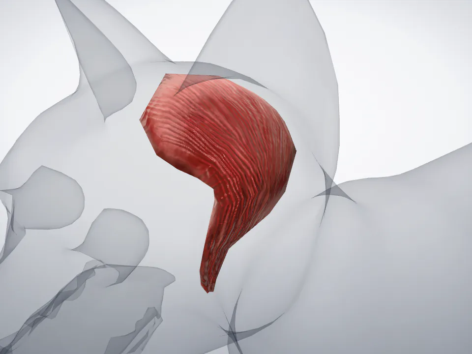 Cat anatomy, structure by structure — Vetomica Library