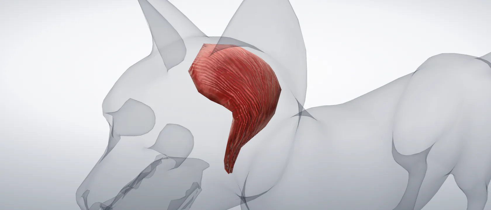 Temporal muscle (Musculus temporalis) of the cat, left side: a three-quarter view of the muscle.