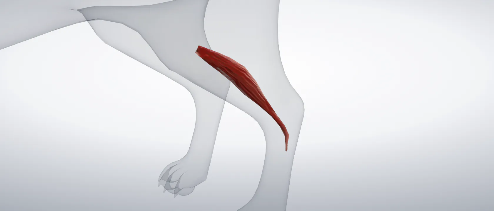 Third fibular muscle (Musculus fibularis tertius) of the cat, left side: a three-quarter view of the muscle.
