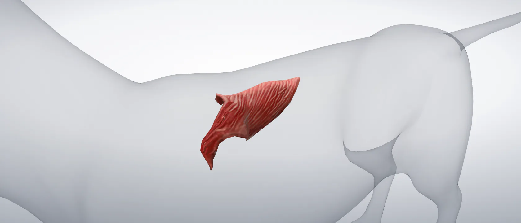 Thoracic part of the trapezius muscle (Musculus trapezius pars thoracica) of the cat, left side: a three-quarter view of the muscle.
