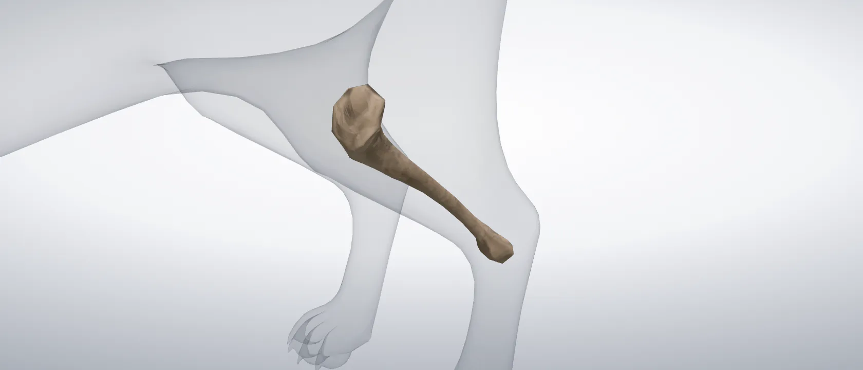 Tibia of the cat, left side: a three-quarter view of the bone.