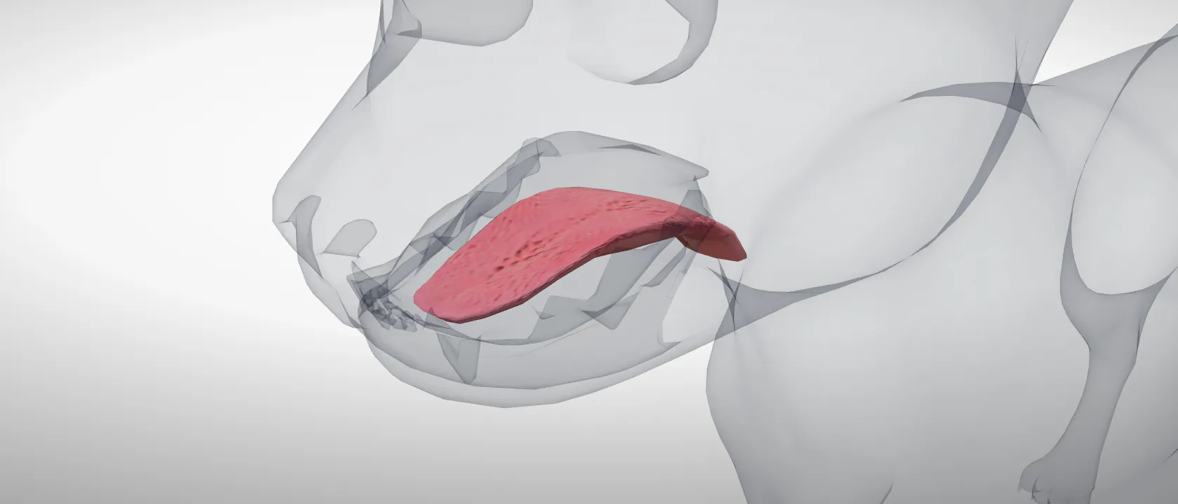 Tongue (Lingua) of the cat: a three-quarter view of the digestive.