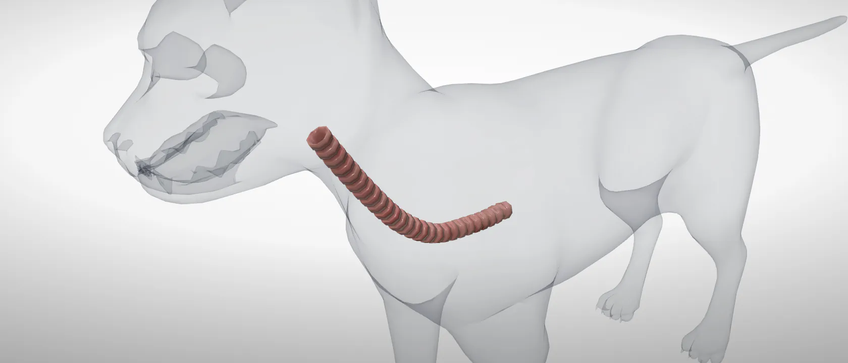 Trachea of the cat: a three-quarter view of the respiratory.