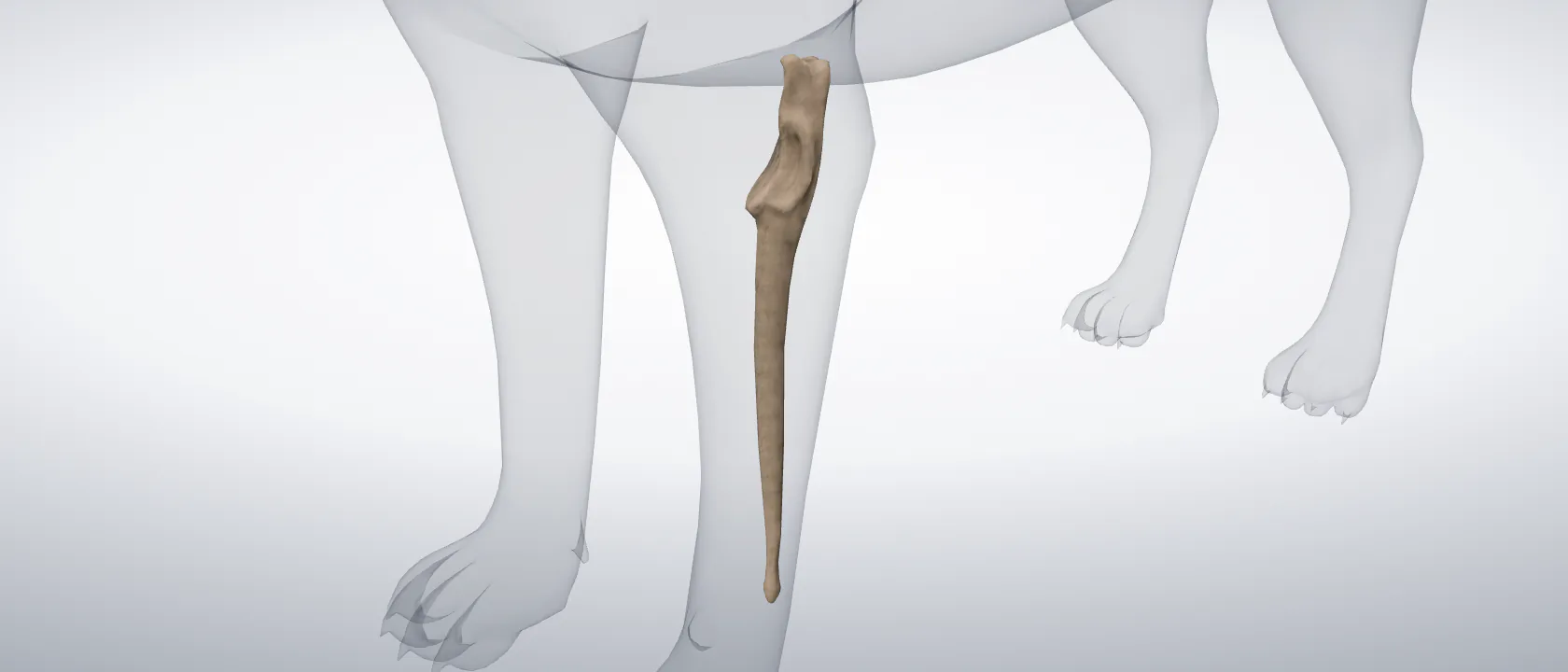Ulna of the cat, left side: a three-quarter view of the bone.