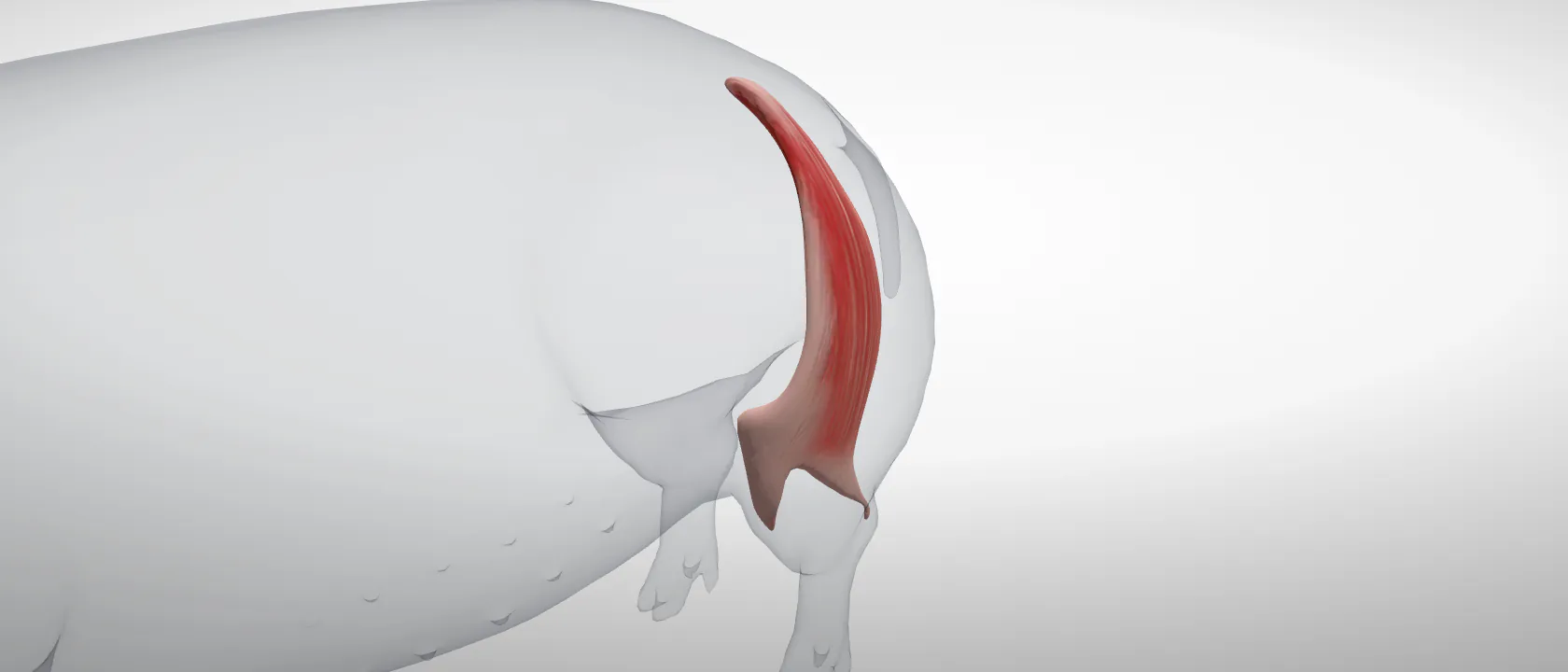 Biceps femoris (Musculus biceps femoris) of the pig, left side: a three-quarter view of the muscle.