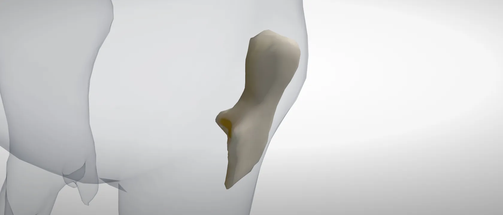 Calcaneus of the pig, left side: a three-quarter view of the bone.