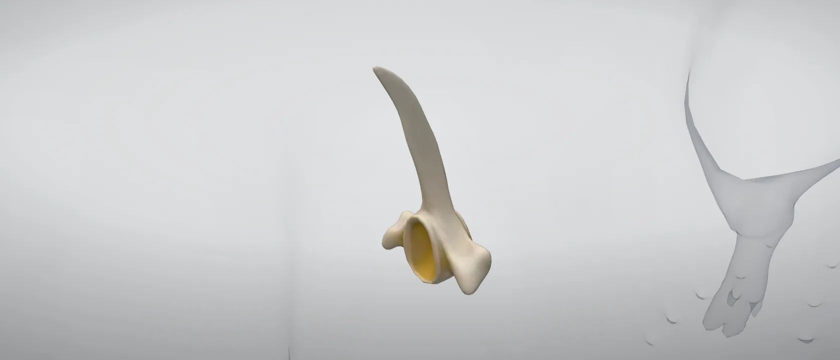 Cervical vertebra 7 (Vertebra cervicalis VII) of the pig: a three-quarter view of the bone.
