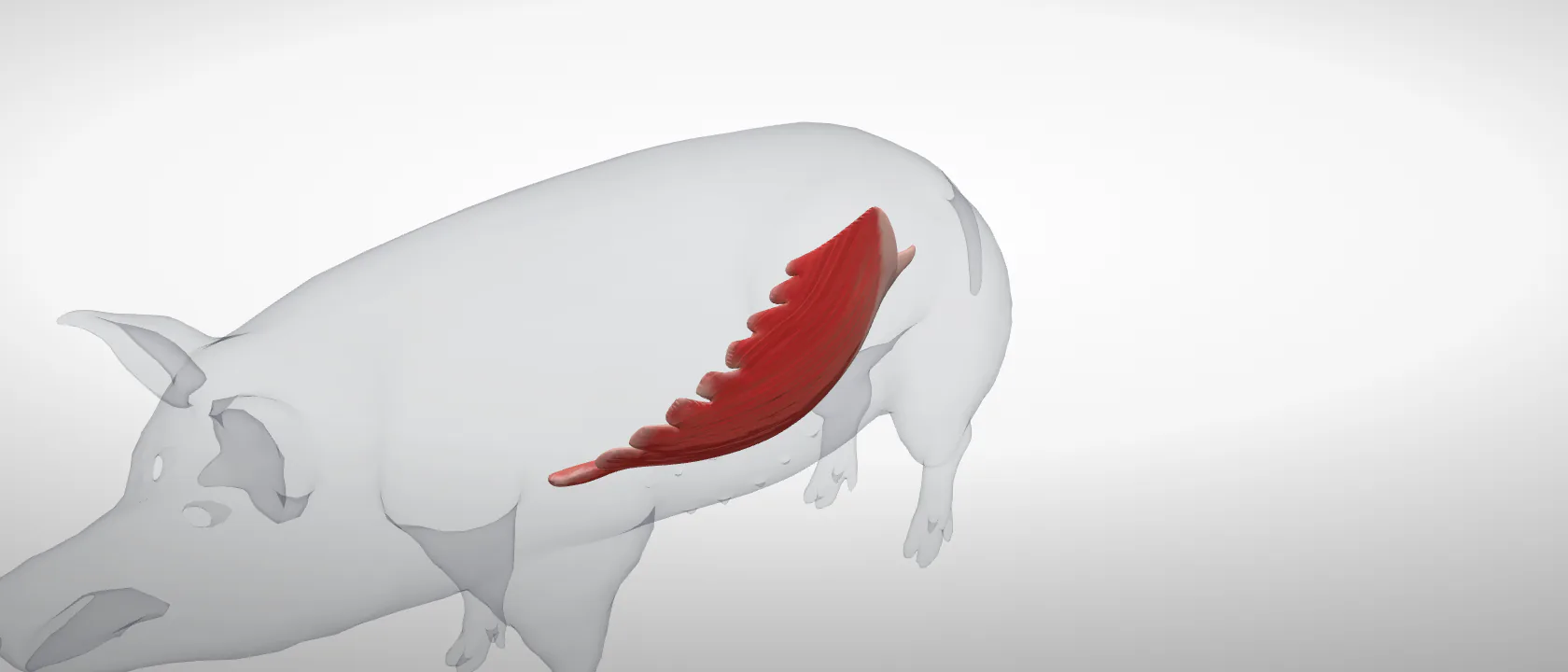 External abdominal oblique (Musculus obliquus externus abdominis) of the pig, left side: a three-quarter view of the muscle.