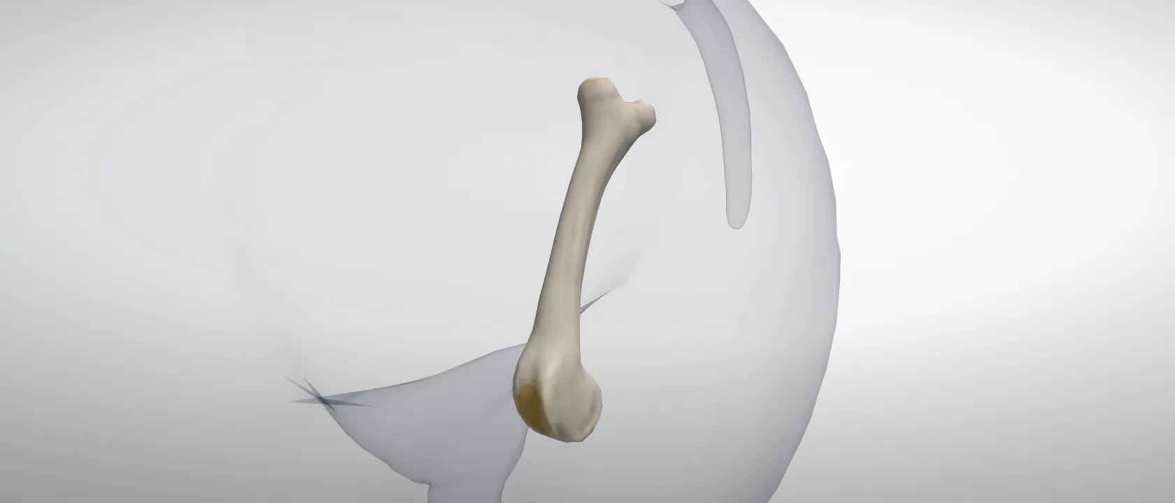 Femur (Os femoris) of the pig, left side: a three-quarter view of the bone.