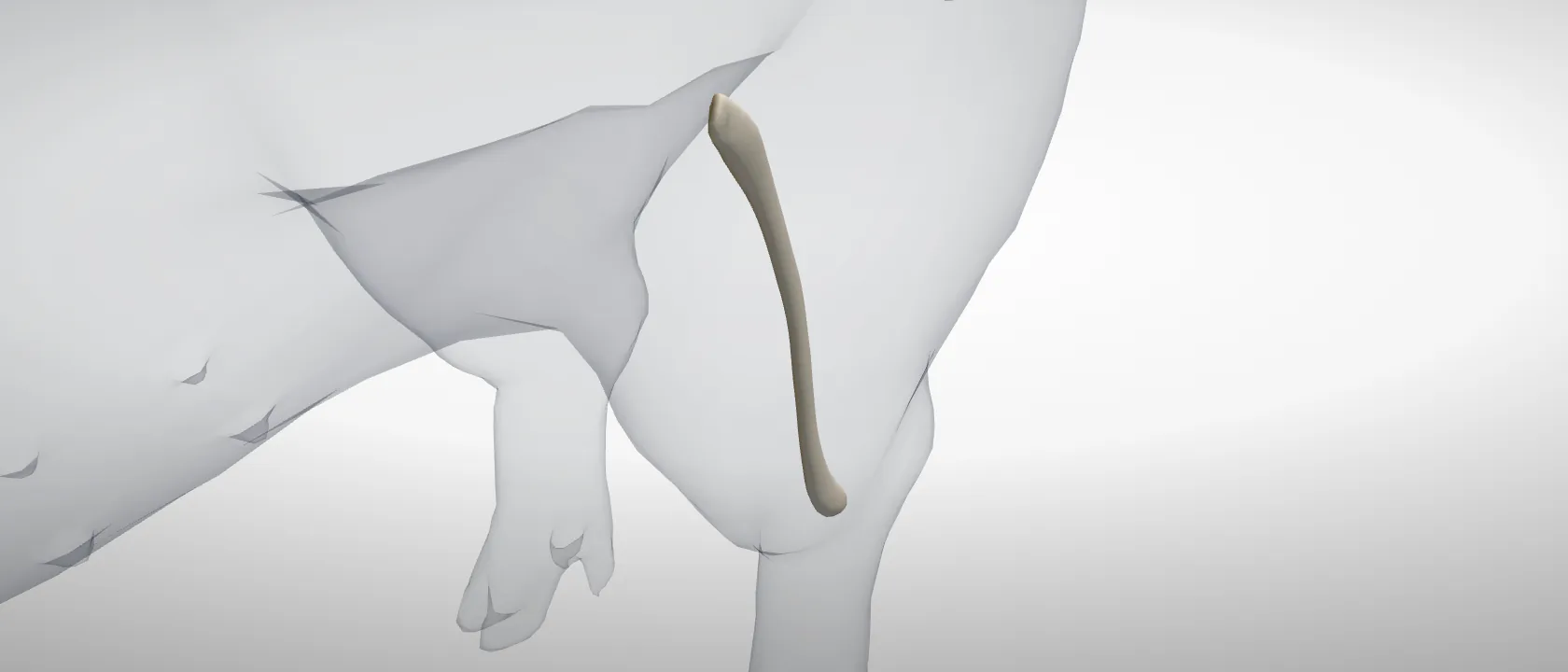 Fibula of the pig, left side: a three-quarter view of the bone.