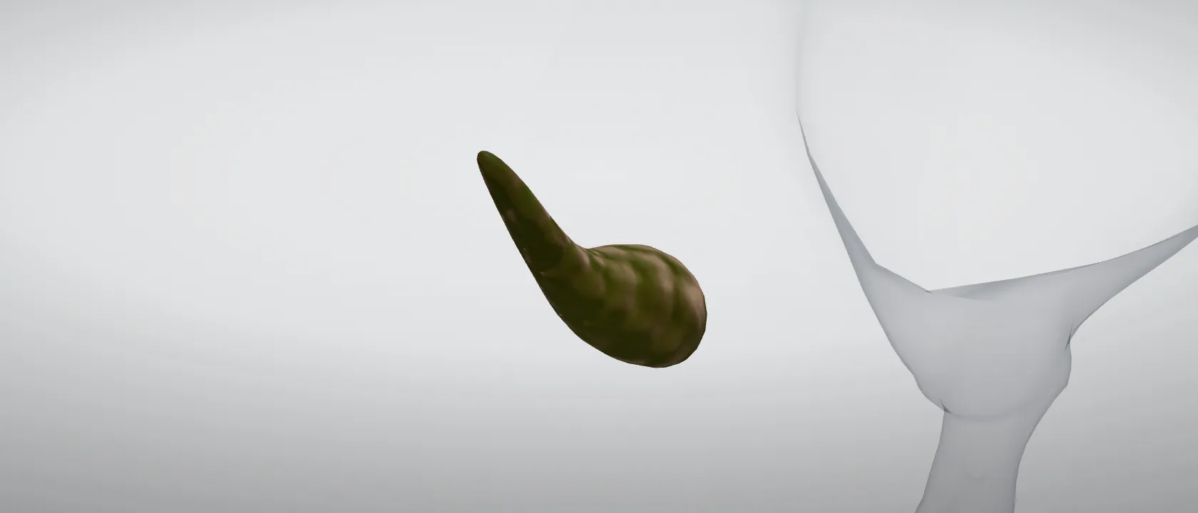 Gall bladder (Vesica biliaris) of the pig: a three-quarter view of the digestive.