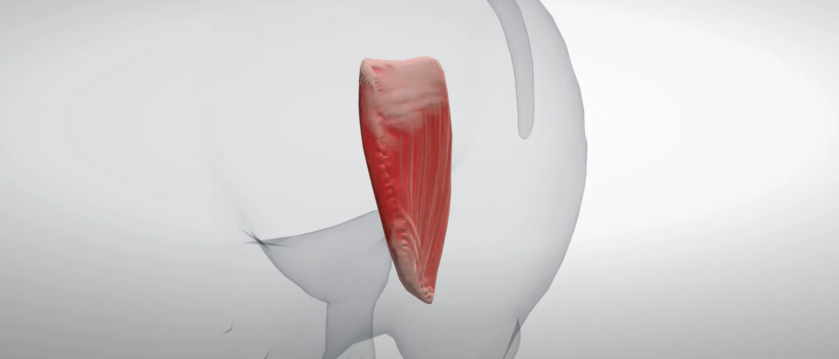 Gracilis (Musculus gracilis) of the pig, left side: a three-quarter view of the muscle.