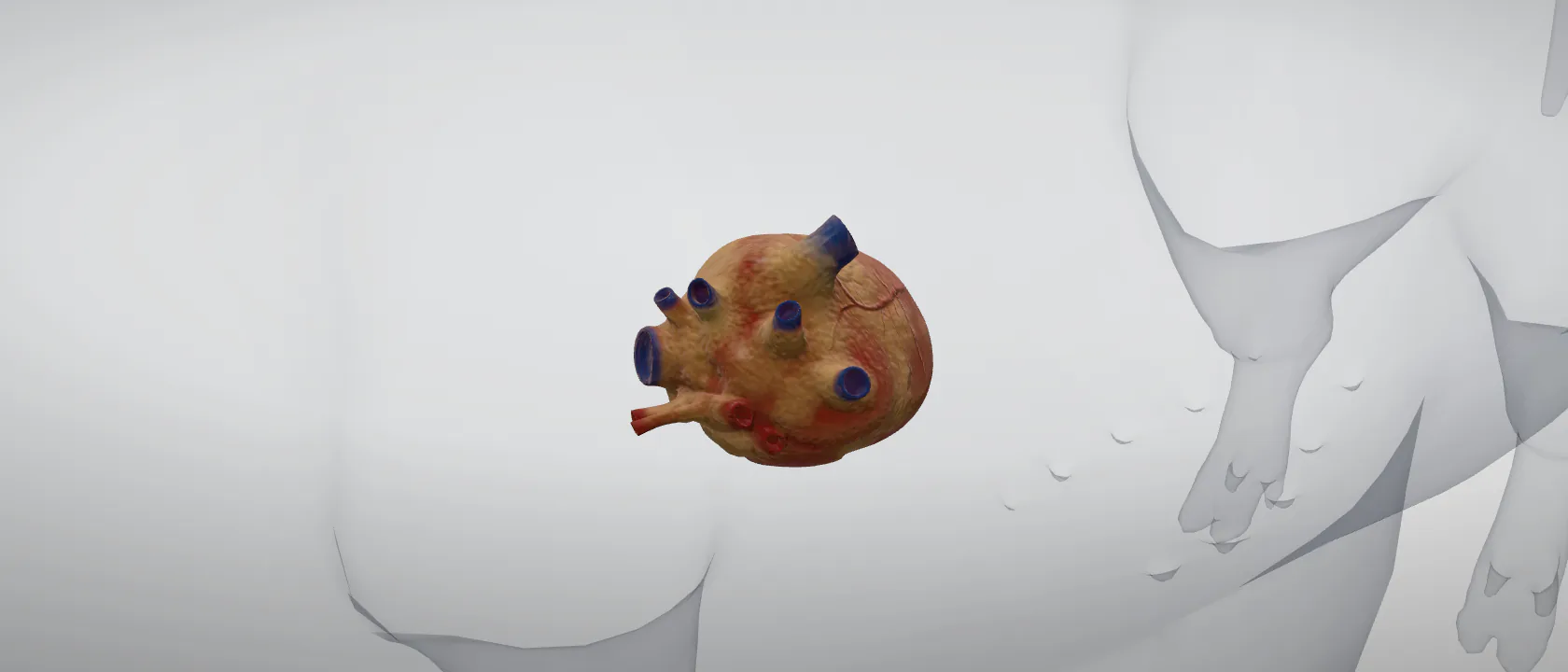 Heart (Cor) of the pig: a three-quarter view of the heart.