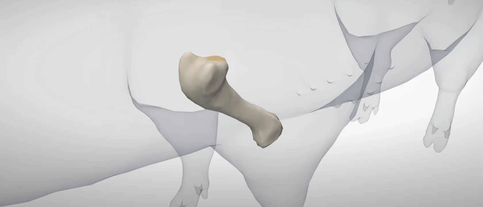 Humerus of the pig, left side: a three-quarter view of the bone.