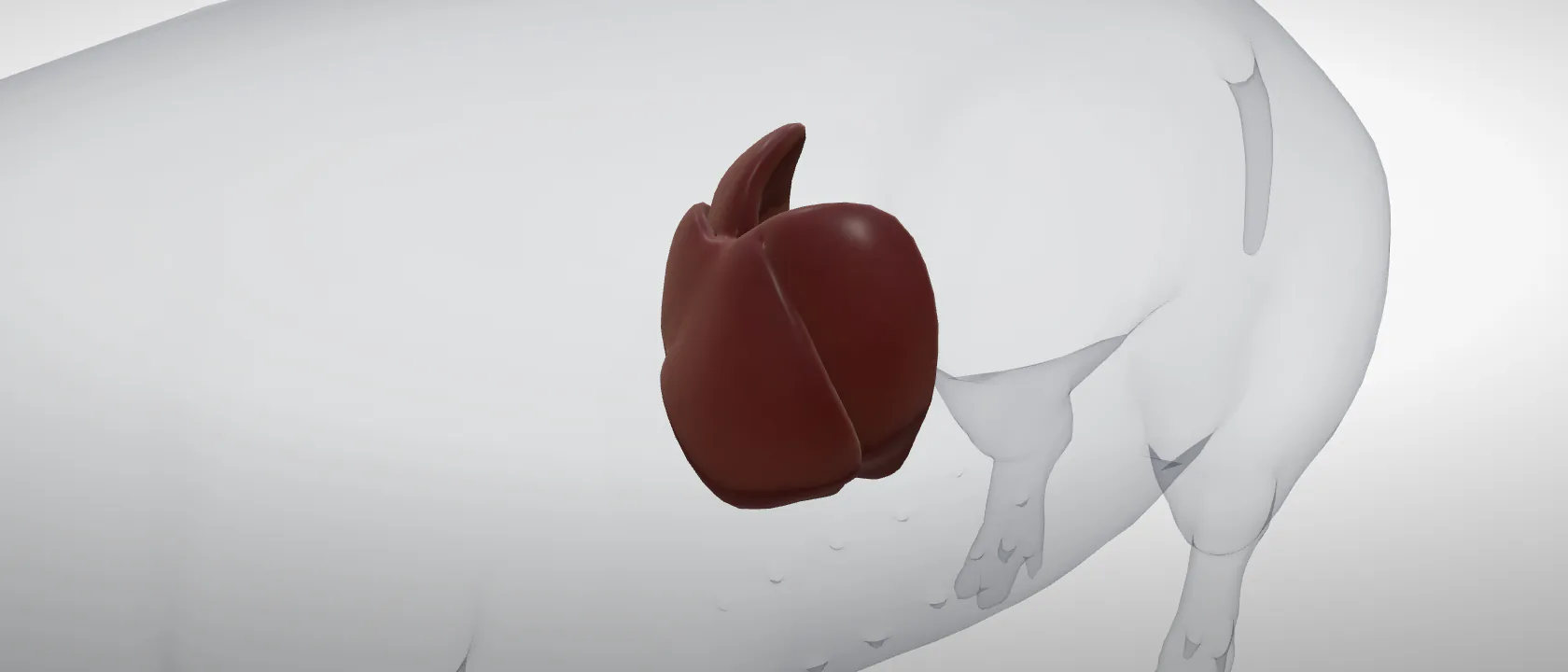 Liver (Hepar) of the pig: a three-quarter view of the digestive.