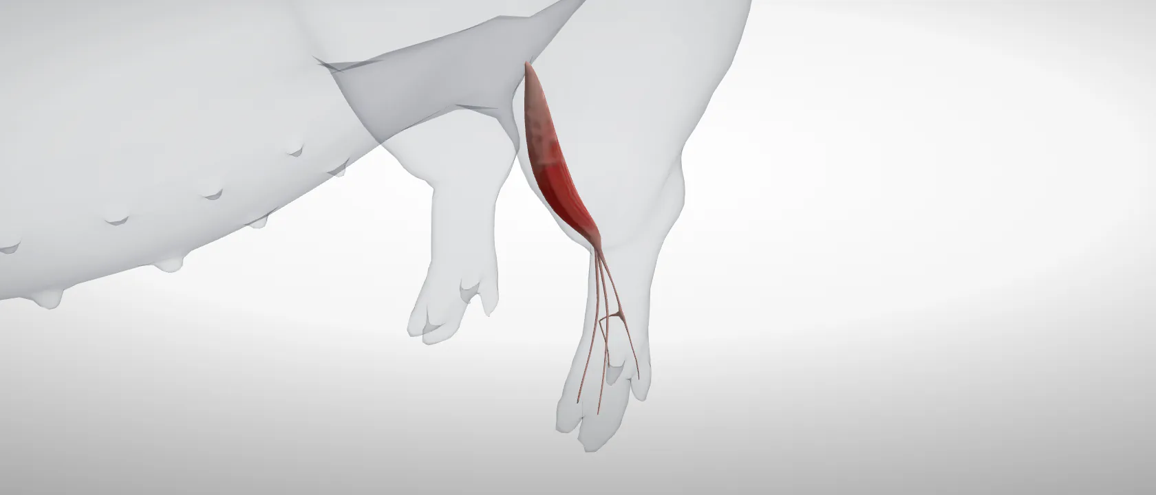 Long digital extensor (Musculus extensor digitorum longus) of the pig, left side: a three-quarter view of the muscle.