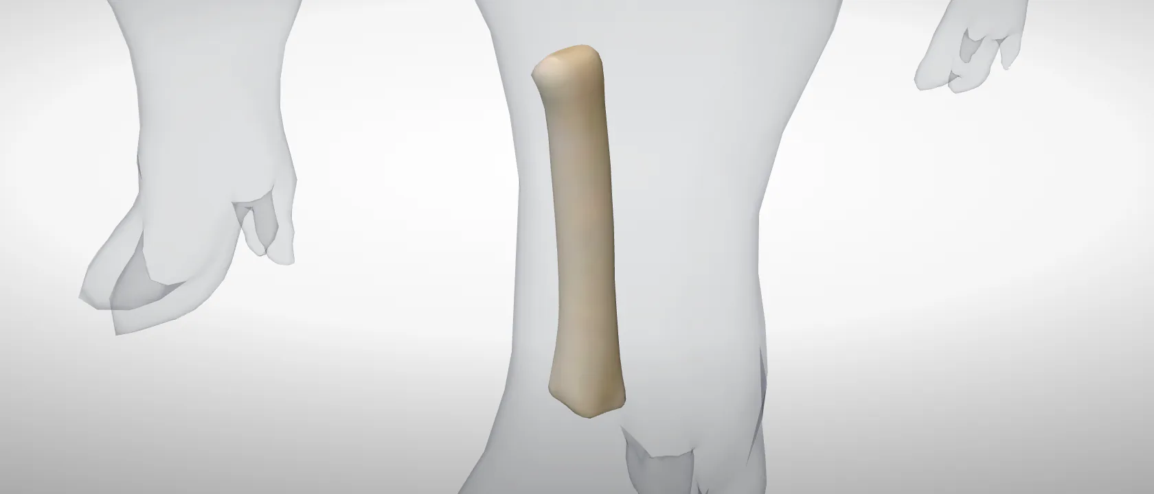 Metacarpal 3, left fore (Os metacarpale III) of the pig, left side: a three-quarter view of the bone.