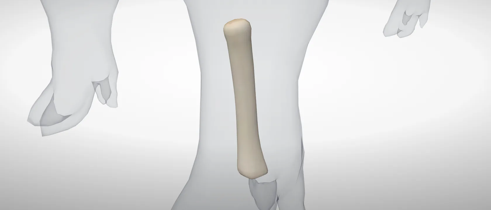 Metacarpal 4, left fore (Os metacarpale IV) of the pig, left side: a three-quarter view of the bone.