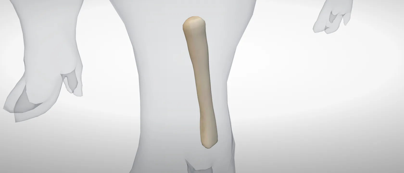 Metacarpal 5, left fore (Os metacarpale V) of the pig, left side: a three-quarter view of the bone.