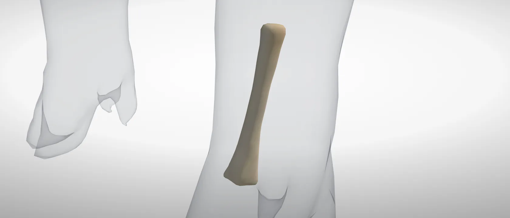 Metatarsal 3, left hind (Os metatarsale III) of the pig, left side: a three-quarter view of the bone.
