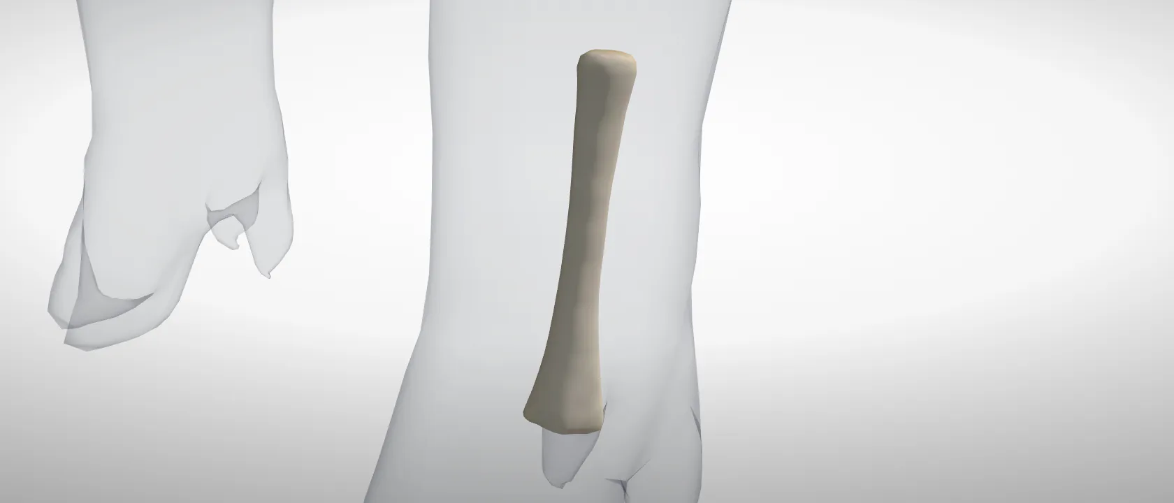 Metatarsal 4, left hind (Os metatarsale IV) of the pig, left side: a three-quarter view of the bone.