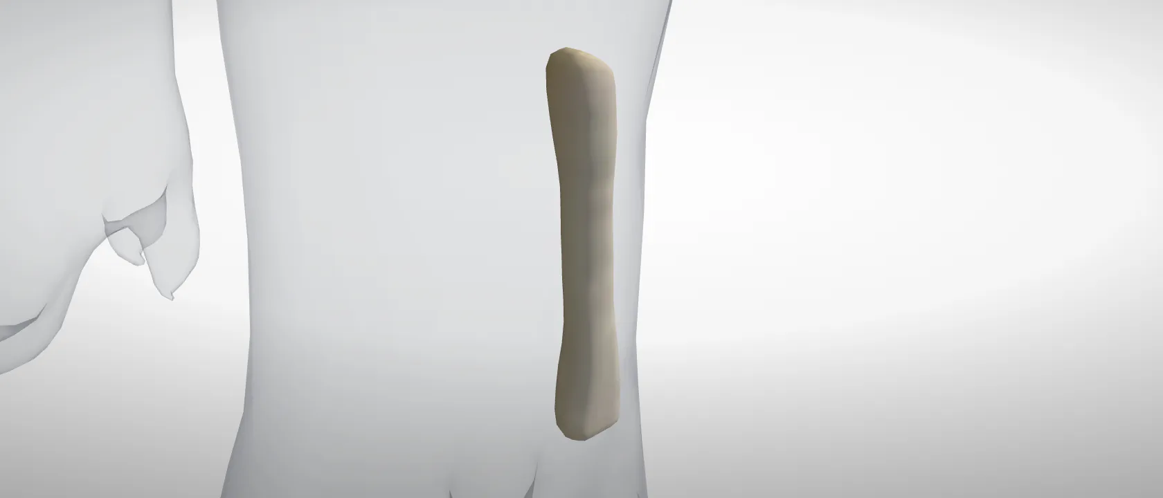 Metatarsal 5, left hind (Os metatarsale V) of the pig, left side: a three-quarter view of the bone.