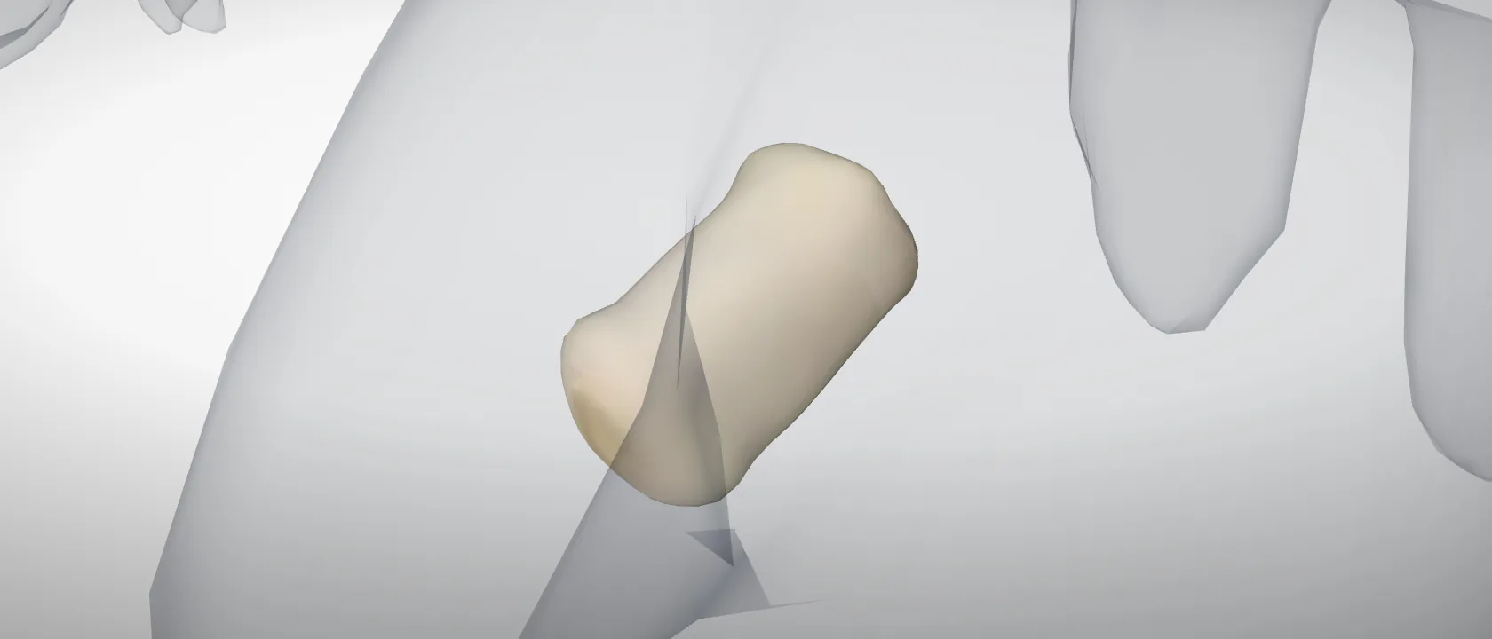 Middle phalanx, digit 3, left fore (Phalanx media digiti III) of the pig, left side: a three-quarter view of the bone.