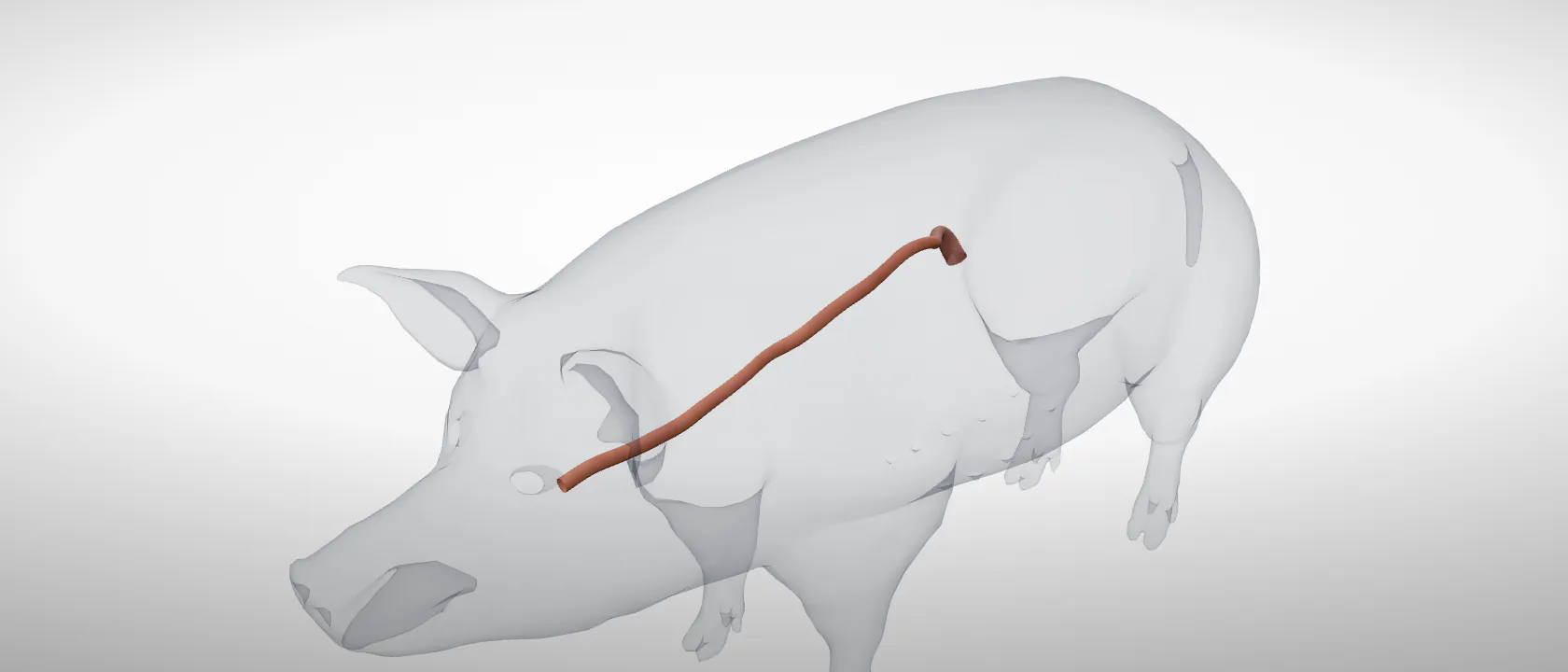 Oesophagus of the pig: a three-quarter view of the digestive.