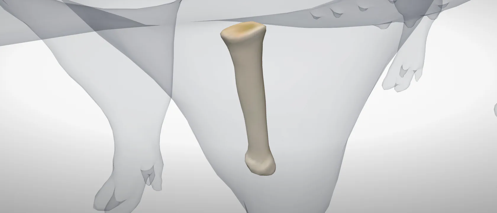 Radius of the pig, left side: a three-quarter view of the bone.