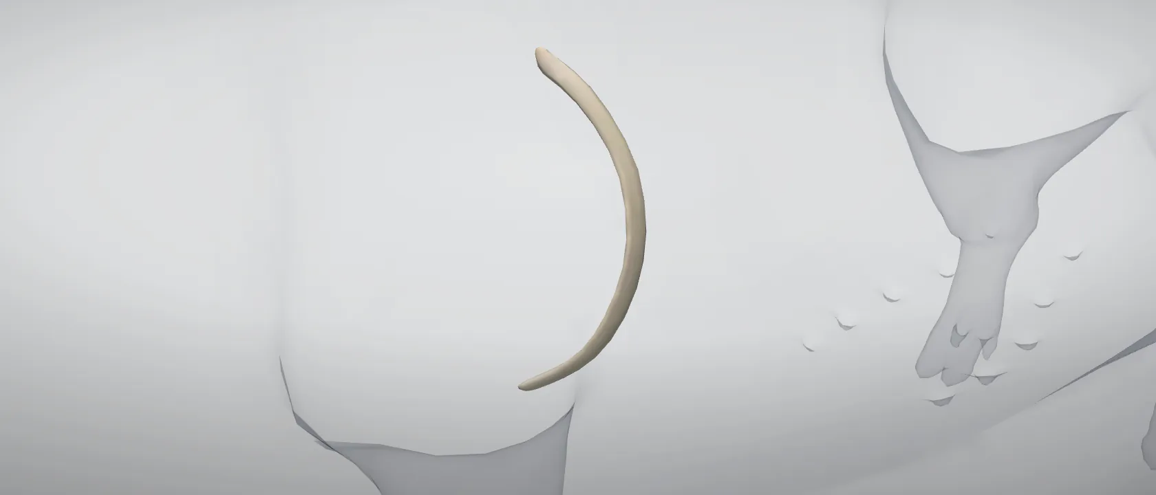 Rib 1 (Costa I) of the pig, left side: a three-quarter view of the bone.