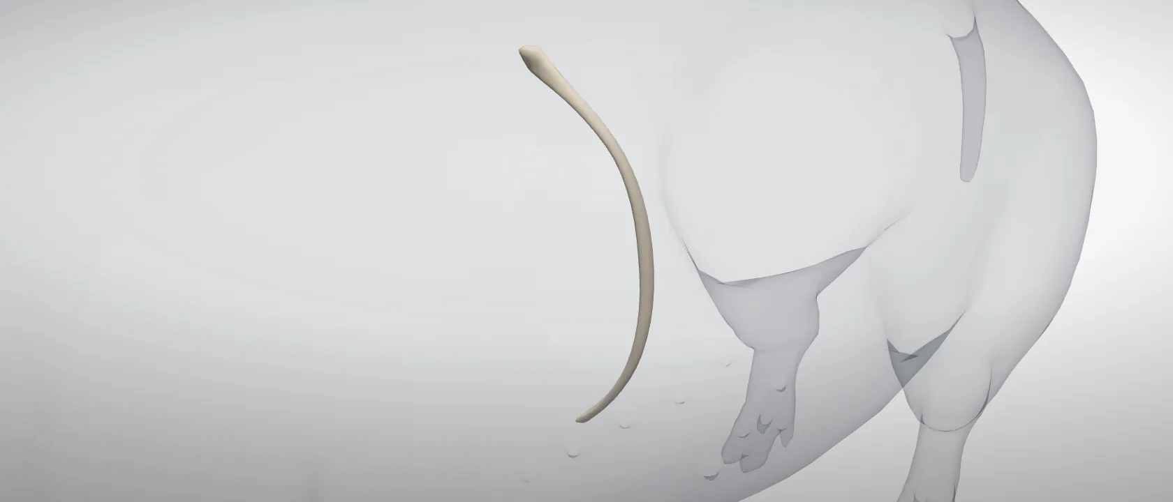 Rib 10 (Costa X) of the pig, left side: a three-quarter view of the bone.