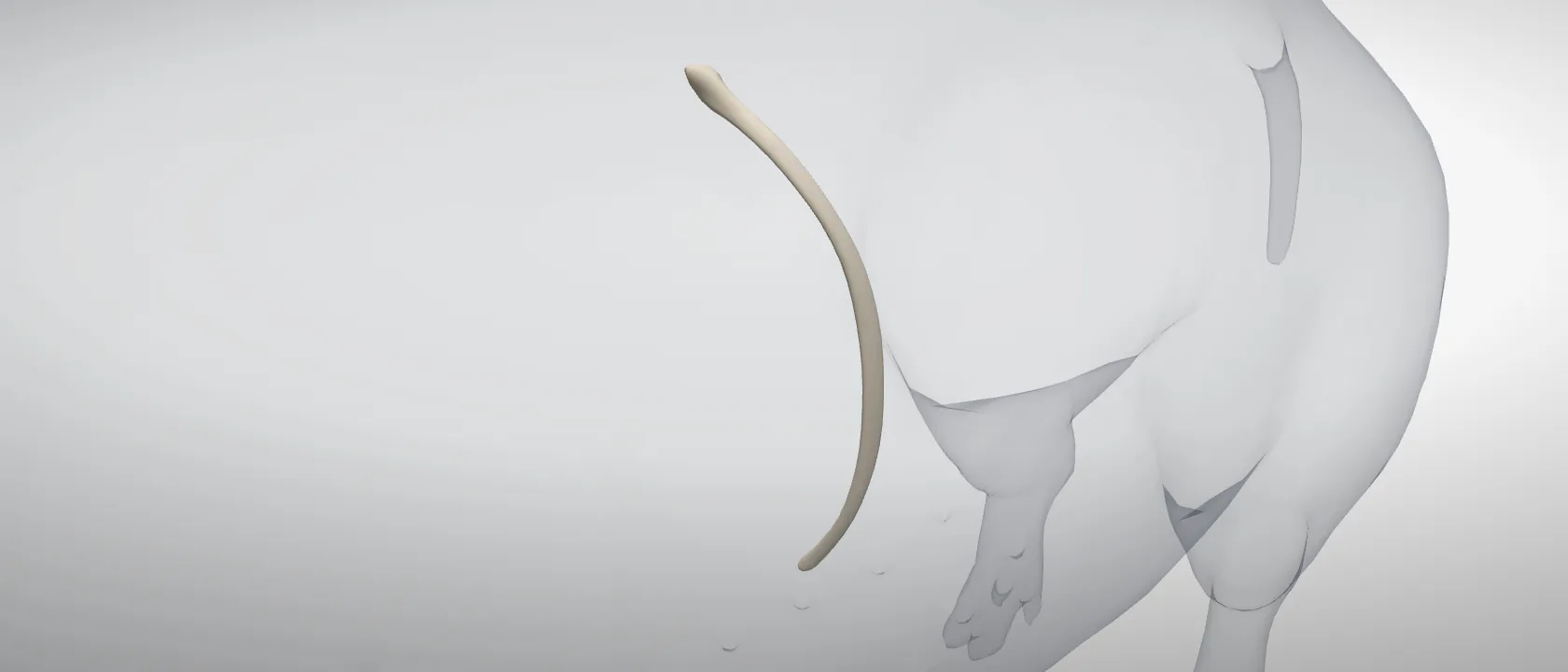 Rib 11 (Costa XI) of the pig, left side: a three-quarter view of the bone.
